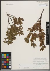 Foto von Salix waldsteiniana Willd.